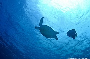 Chelonia-mydas Tortue verte ambiance-Maldives Dhidhoo beyru-17m-20240425-da-DSC_6861_tn